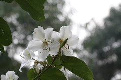 Bauhinia variegata var. candida